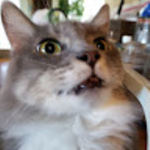 Meet your Posher, Sue